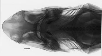 Media type: image;   Ichthyology S-1458 Aspect: xray